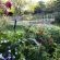 The garden