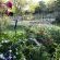 The garden