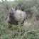 Addo Elephant Park