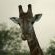 Giraffe peering at the cottage