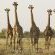Mosetlha Bush Camp and Eco Lodge
