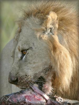 Mosetlha Bush Camp and Eco Lodge