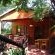 Tree Top 1