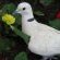 Our Garden friends