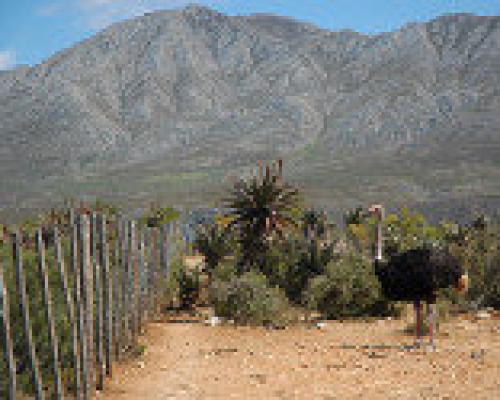 Oudtshoorn