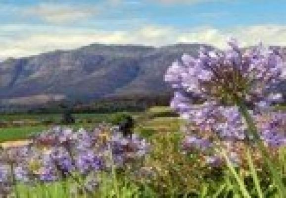 Stellenbosch