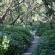 Indigenous Gardens