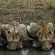 Lions drinking