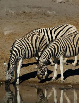 Zebra in Etosha National Park