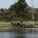 Savuti Camp Elephants