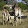 Savuti Giraffe