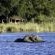 Elephant infront of Duma Tau Camp