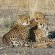 Chitabe Camp Wildlife