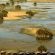 Elephants crossing
