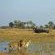 Chitabe Lediba Game Viewing