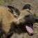 Vumbura Plains Wilddog