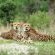 Vumbura Plains Game Viewing
