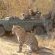 Thornybush Game Lodge