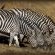 Black Rhino Game Lodge - Pilanesberg Game Reserve
