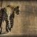 Black Rhino Game Lodge - Pilanesberg Game Reserve