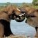 Ngoma Safari Lodge - Chobe National Park