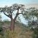 Ngoma Safari Lodge - Chobe National Park