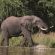 Big 5 - Elephant
