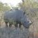 Big 5 - Rhino