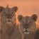 Big 5 - Lion