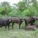 Big 5 - Buffalo