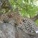 Big 5 - Leopard
