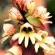 Wild Drakensberg Orchid