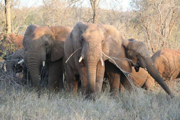 Elephants at SanWild Wildlife Rehabilitation Center