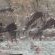 Bushman paintings