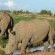 Pilanesberg Private Lodge