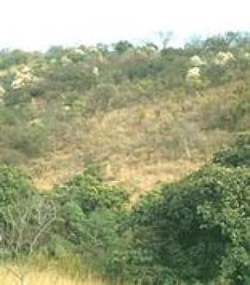 Southern Africa Plant Kingdom
