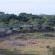 Safari Tents