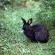 Rabbits in the garden
