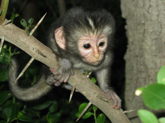 Monkey