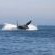 Southern Right whale in action!