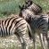 Thali Thali Game Lodge