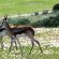 Thali Thali Game Lodge