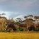 Nestled amonst the Tall Trees