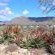 Karoo View Cottages Spring Flowers overlooks the village of Prince Albert and the Swartberg