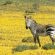 Bushmans Kloof Wilderness Reserve