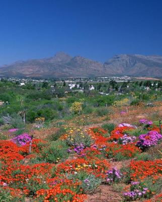 Karoo National Botanical Garden