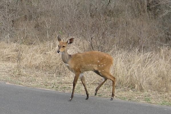 Wildlife of the Kruger Park