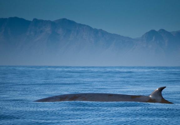 Brydes Whale