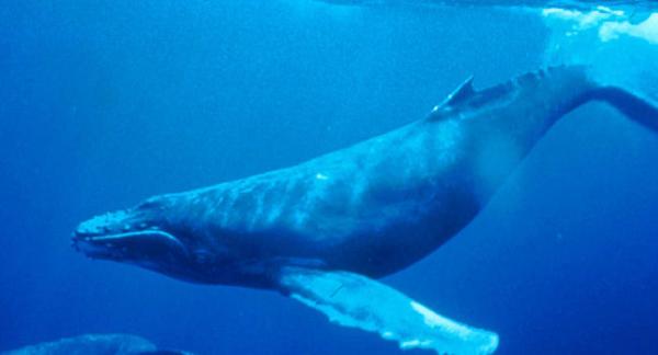 Humpback Whale