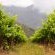 Beautiful Vines